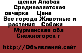 щенки Алабая (Среднеазиатская овчарка) › Цена ­ 15 000 - Все города Животные и растения » Собаки   . Мурманская обл.,Снежногорск г.